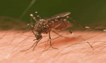10 cách ứng dụng hóa học vào việc đuổi muỗi
